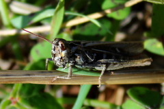 Chorthippus maritimus maritimus