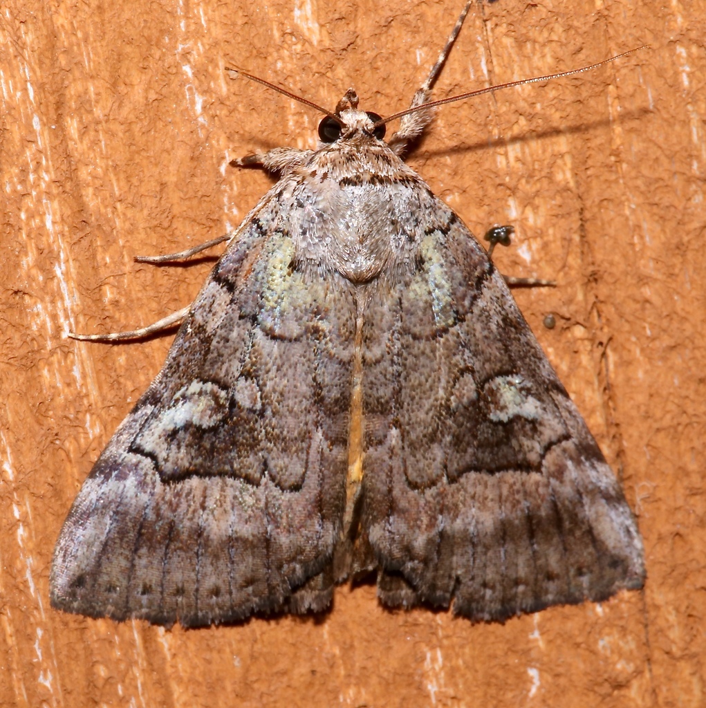 Similar Underwing