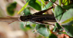 Chorthippus maritimus maritimus