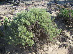 Helichrysum asperum comosum