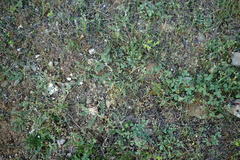 Vicia ervilia