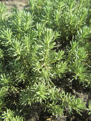 Helichrysum asperum comosum