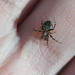 Araneus sturmi