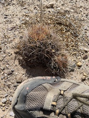 Coryphantha robustispina uncinata