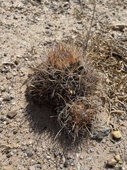 Coryphantha robustispina uncinata