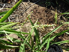 Panicum deustum