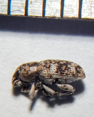 Colecerus