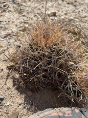 Coryphantha robustispina uncinata