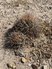 Coryphantha robustispina uncinata