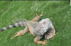 Iguana iguana