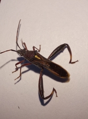 Mirperus jaculus