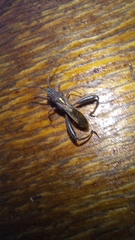 Mirperus jaculus
