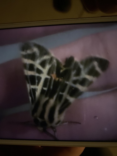 iNaturalist observation photo of Ornate Tiger Moth