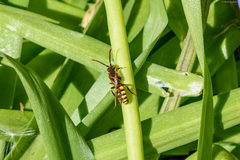 Nomada leucophthalma