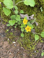 Chrysogonum