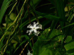 Trichosanthes cucumerina