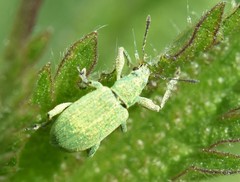 Polydrusus planifrons