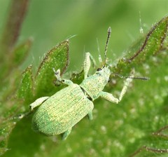 Polydrusus planifrons