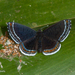 Cleonus Metalmark - Photo (c) A Lamberts, some rights reserved (CC BY-NC), uploaded by A Lamberts