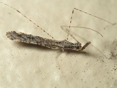 Empicoris rubromaculatus