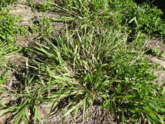 Panicum deustum
