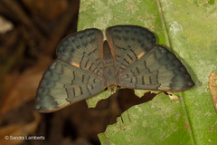 Emesis fastidiosa