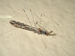 Empicoris scabraventris