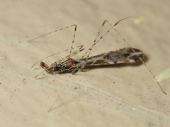 Empicoris scabraventris