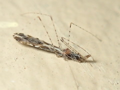 Empicoris scabraventris