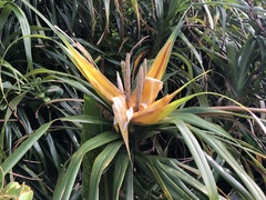 Freycinetia formosana