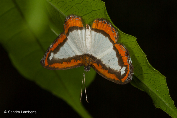 Nymphidium acherois