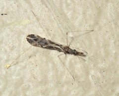 Empicoris scabraventris