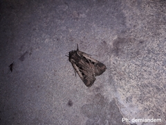 Lepidoptera