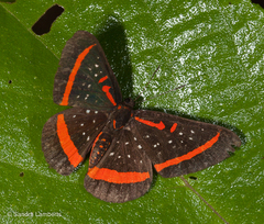 Amarynthis meneria