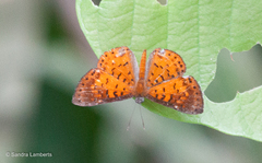 Parvospila lucianus