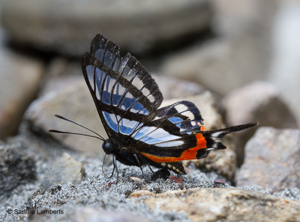 Chorinea sylphina