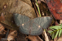 Emesis fastidiosa