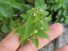 Pombalia parviflora