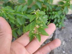 Pombalia parviflora