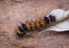Dysschema boisduvallii