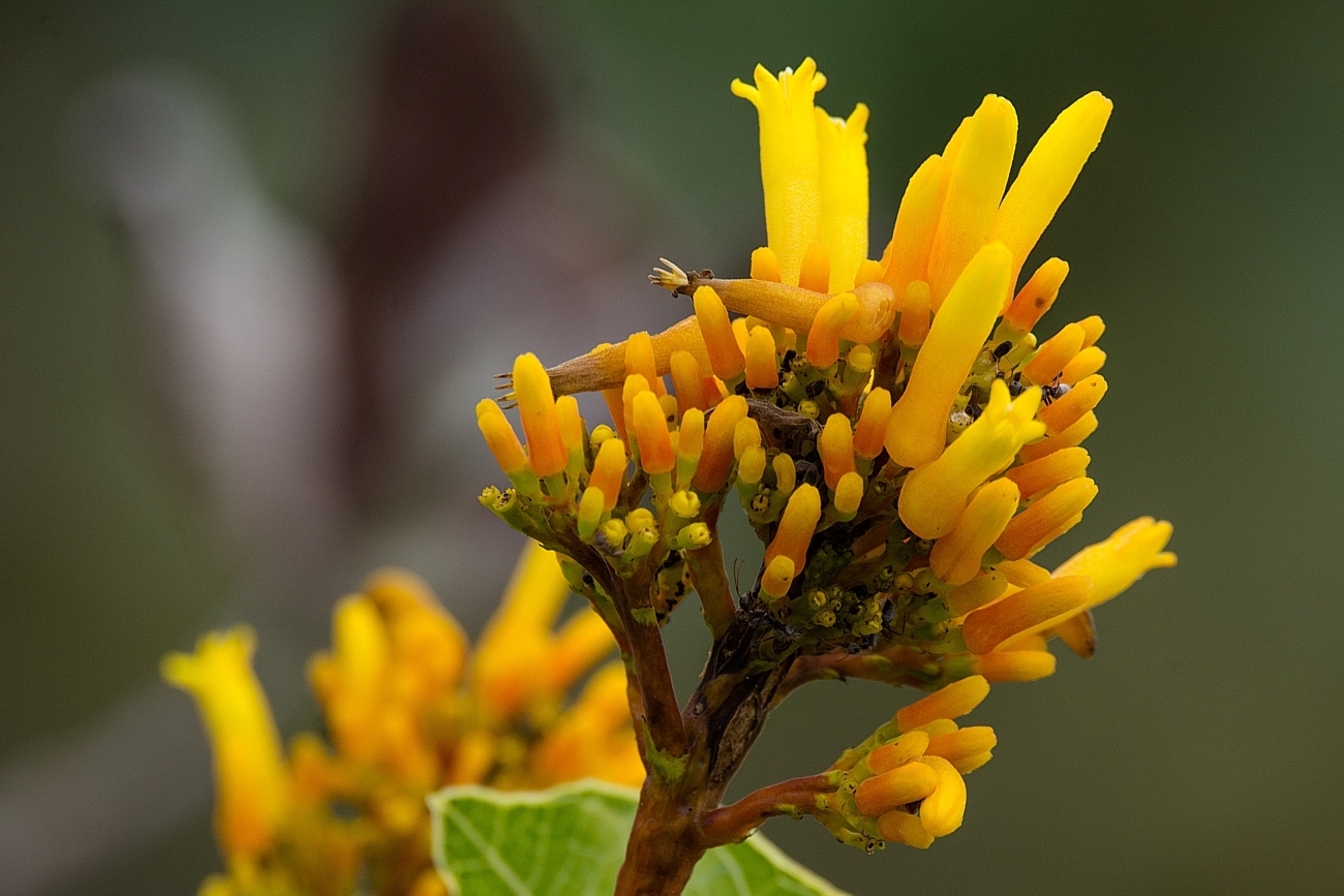 Palicourea rigida