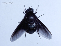 Satyramoeba bipunctata