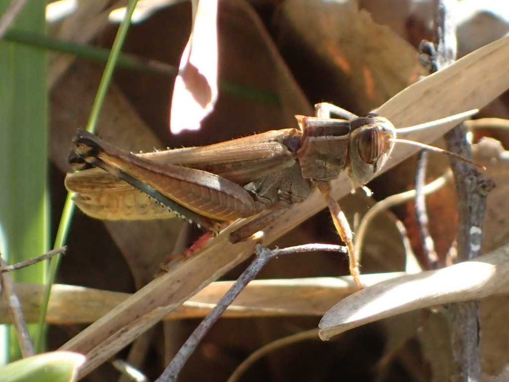 Shoed Grasshopper