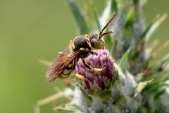 Nomada suavis
