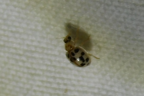 Small-spotted Fairy Lady Beetle photo 2