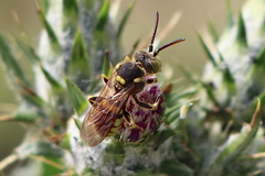 Nomada suavis