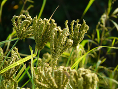 Eleusine coracana