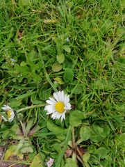 Bellis perennis