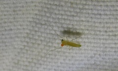 Insecta