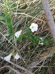 Oxalis dentata